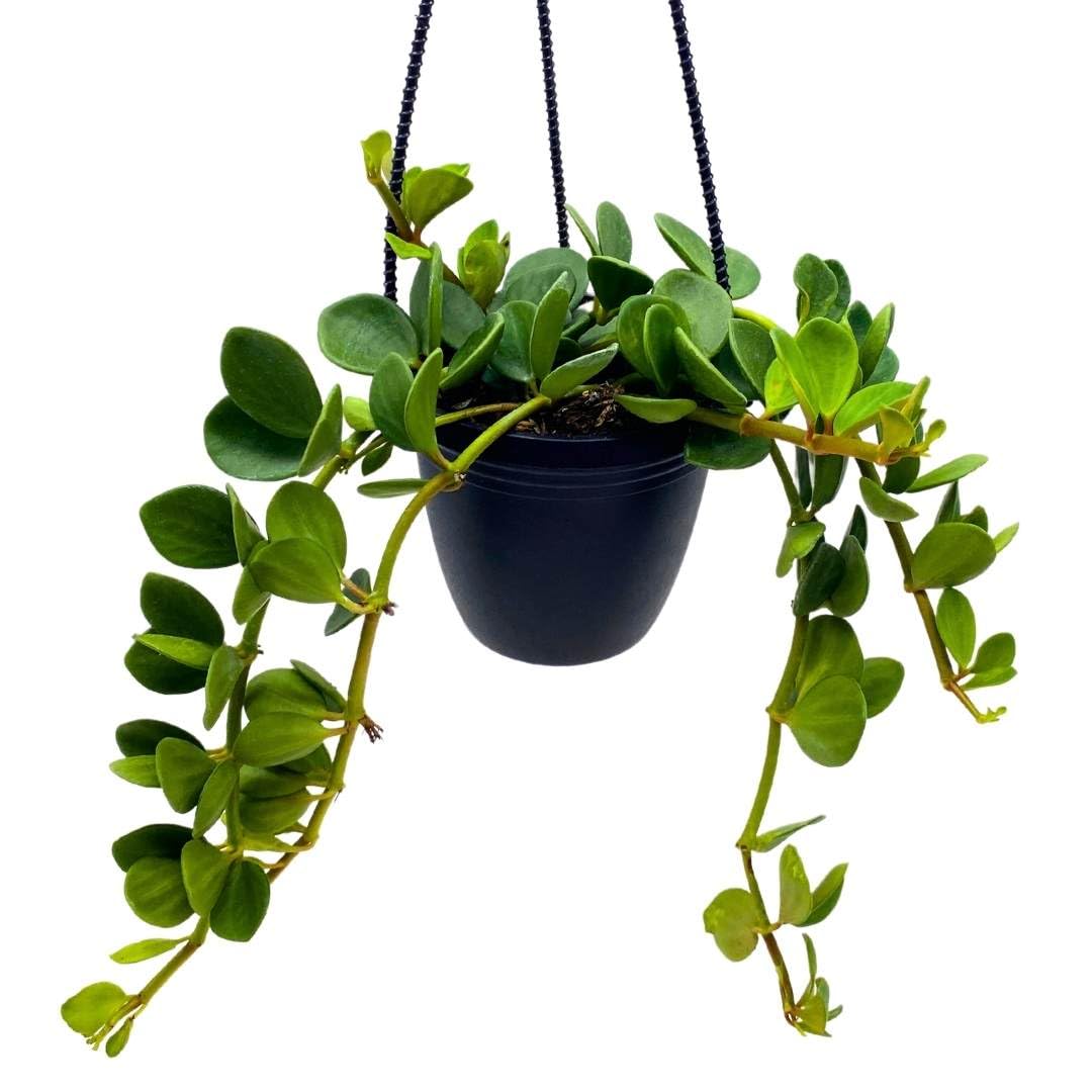 BubbleBlooms Peperomia Hope in a 4 inch Hanging Basket