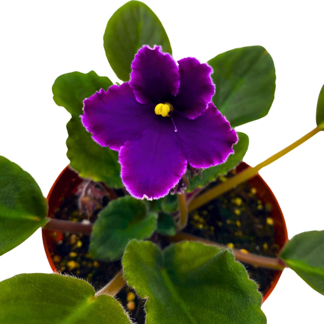 Harmony Foliage African Violet Sugar Plum Dream Variegated 4 inch White Purple Flower