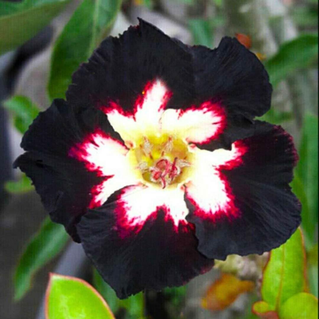 BubbleBlooms Desert Rose Black Lover 5 inch Pot Extremely Black Flower with Gorgeous White Red Center Variegated Exotic Rare