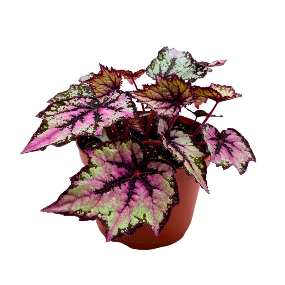 Begonia Rex Robert Golden, 6 inch Purple Gray Black Band Jagged Leaves