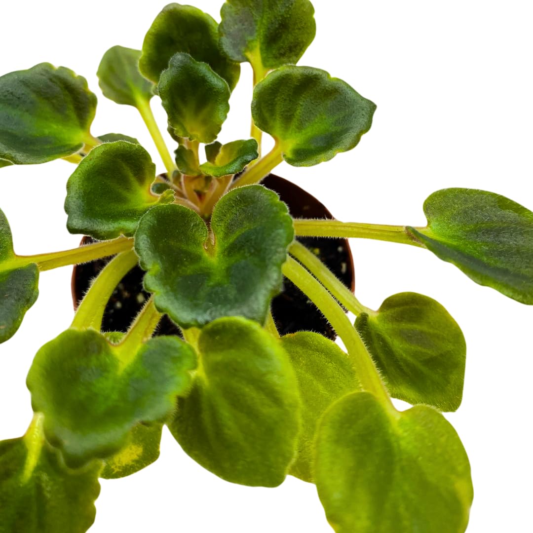 Harmony Foliage Mini African Violet N. Frosty January, 2 inch Purple Flower