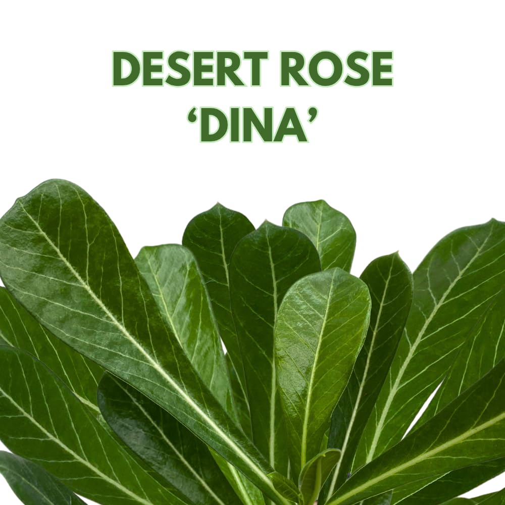 BubbleBlooms Desert Rose Dina in a 4 inch Pot Extremely Rare Flower