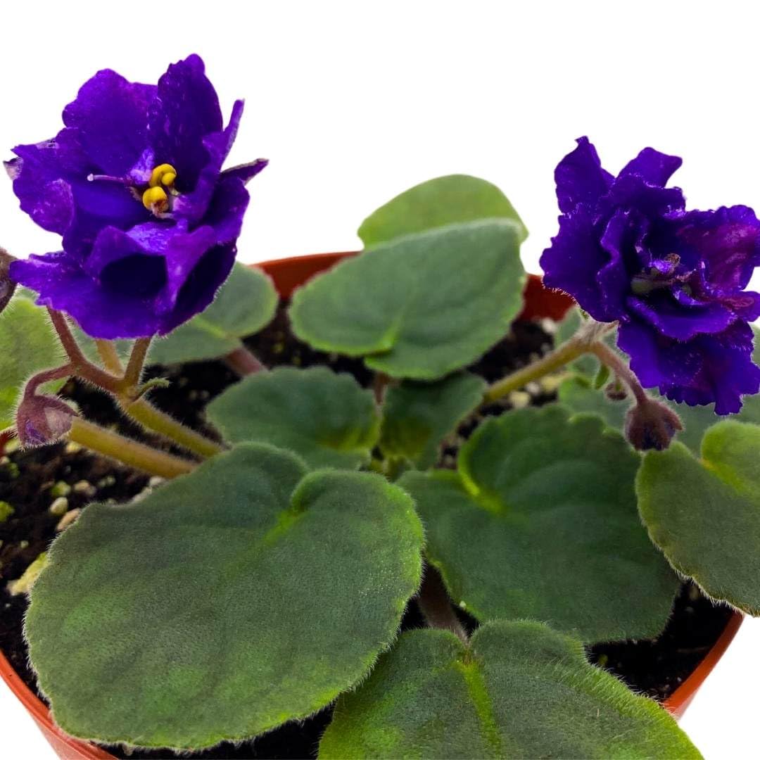 Harmony Foliage African Violet Cajun's Beautiful Oblivion in a 4 inch Pot Blue Flower