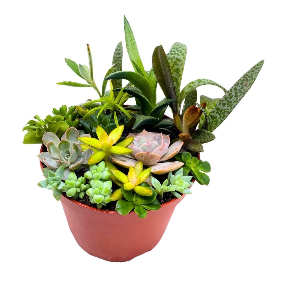 Succulent Arrangement in a 6 inch Pot Unique Hand Crafted Plant Designs