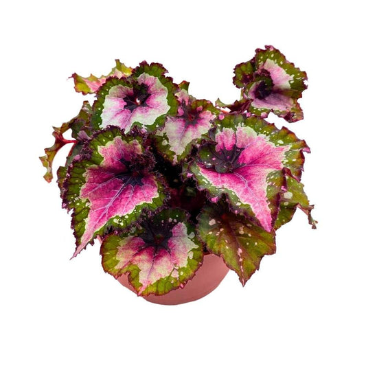 Harmony's Cupid Begonia Rex 6 inch Spiral