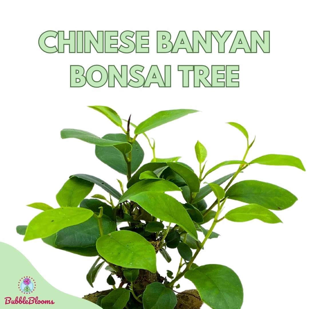 Chinese Banyan in 4 inch Pot, Ficus microcarpa, Malayan Banyan, Indian Laurel, Curtain fig, Gajumaru