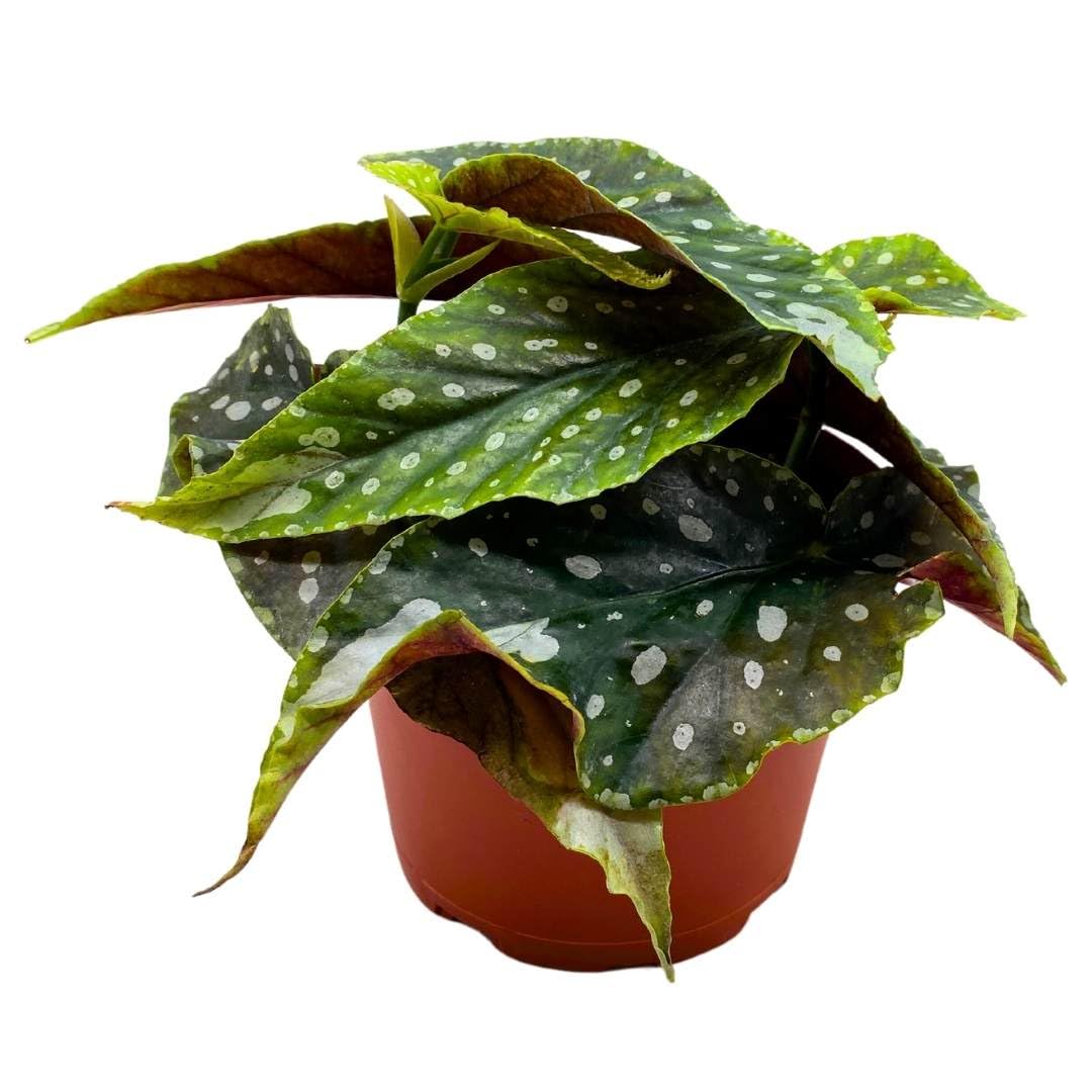 Harmony Foliage Angel Wing Cane Begonia Harmony's Avenging Angel 6 inch