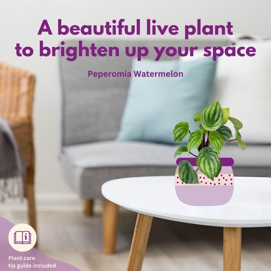 Harmony Foliage Peperomia Watermelon in a 4 inch Pot pep argyreia