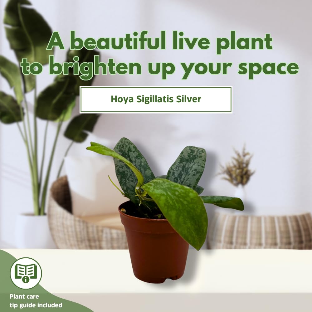 BubbleBlooms Hoya Sigilatis in a 2 inch Pot Tiny Mini Pixie Plant