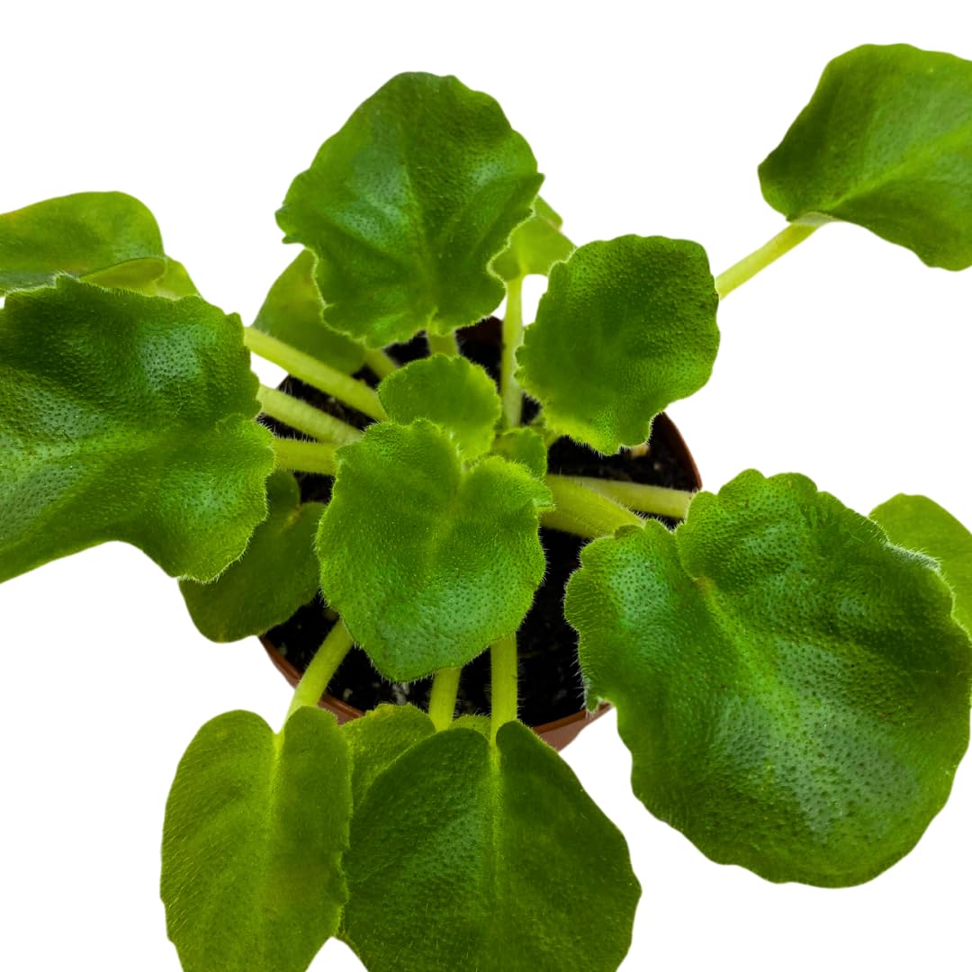 Harmony Foliage Mini African Violet Lil Glimpse O' Spring, 2 inch White Flower