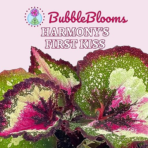 Harmony's First Kiss Series, Begonia Rex 4 inch Pot, Pink Center and Band, Green White Splash grower's Choice