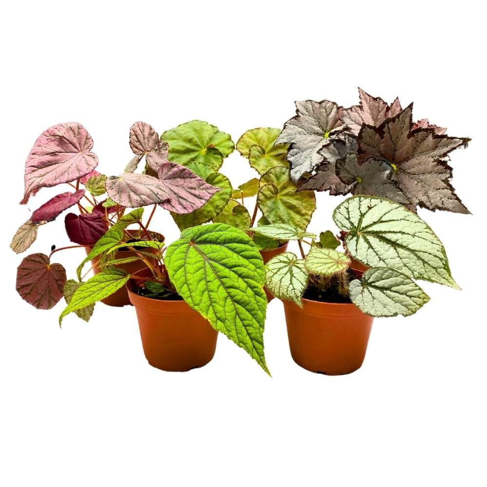 Harmony's Rhizomatous Begonia Assortment, 4 inch 5 Different Rhizo Begonias