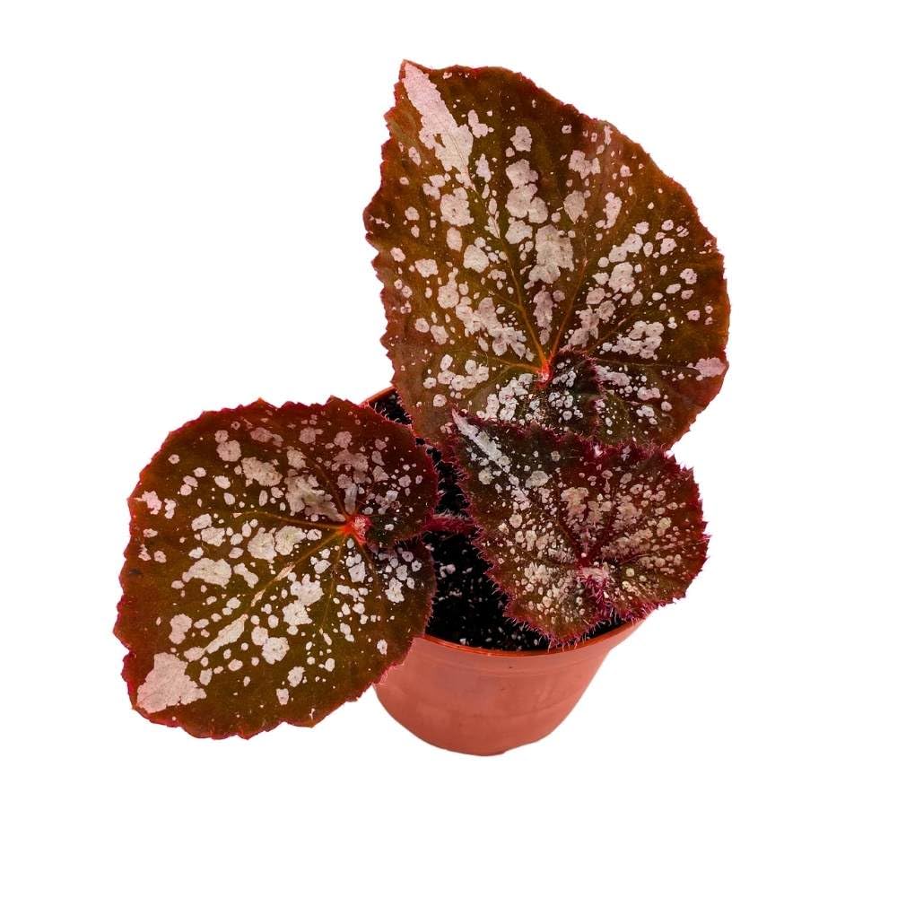 Begonia Island Magic Rhizomatous, 4 inch, Rhizo Brown Super Splashy White Dots