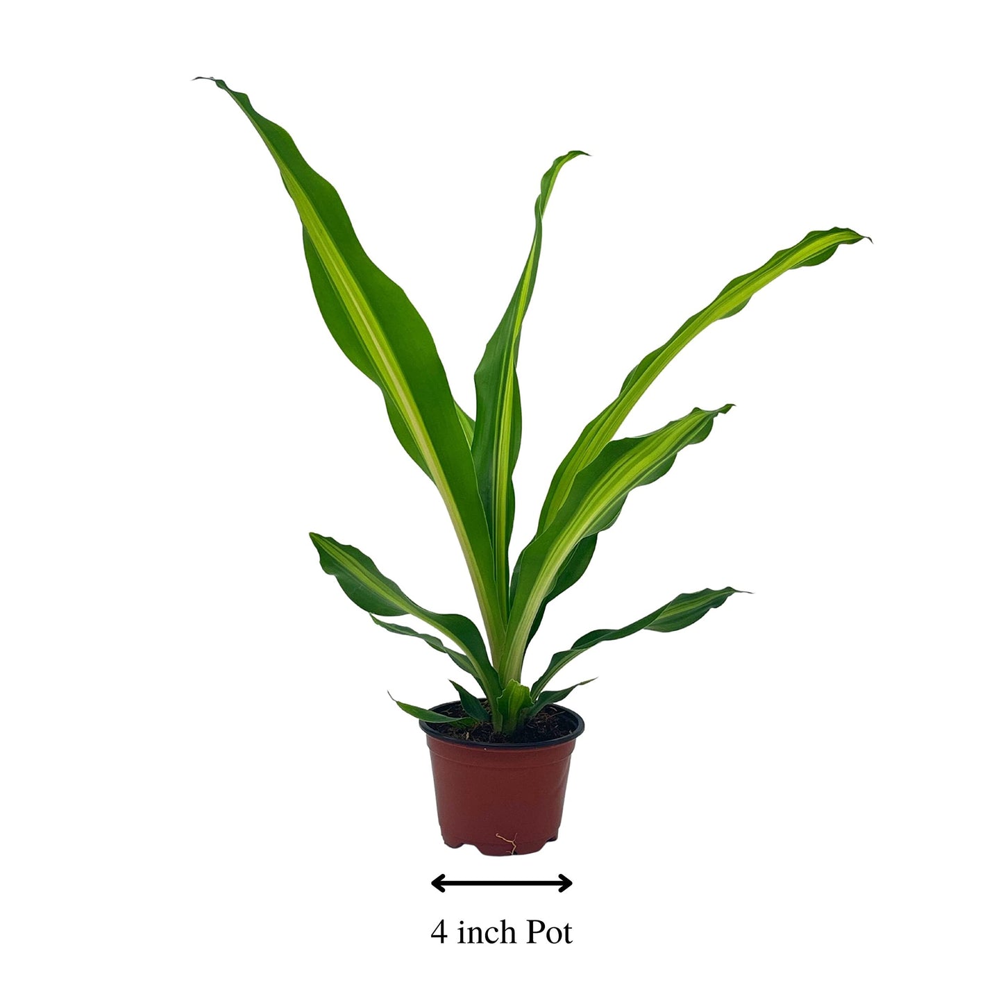 Song of India, 4 inch Dracaena reflexa, Song of Jamaica, Variegated Striped House Plant