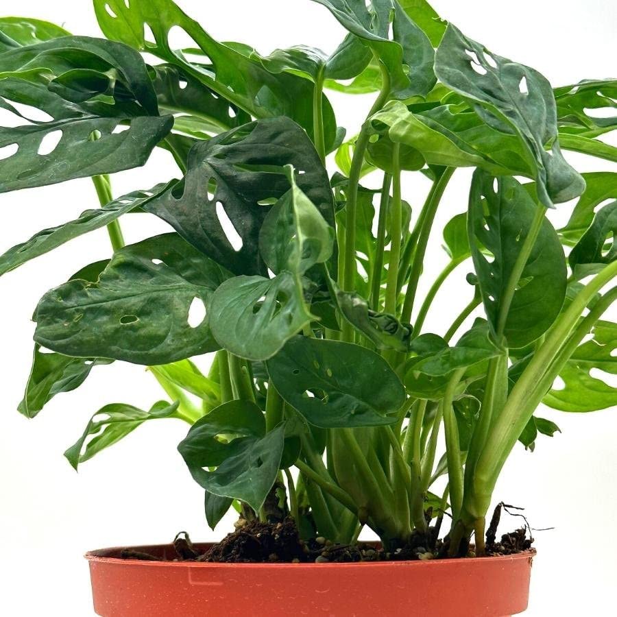 house plant with holes BubbleBlooms Swiss Cheese Plant in a 6 inch Pot Monstera Adansonii, Five Holes Vine Big Indoor House Plant