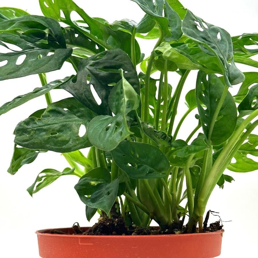 Swiss Cheese Plant, 6 inch Pot, Monstera Adansonii, Five Holes Vine Big Indoor House Plant