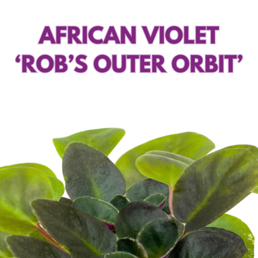 Harmony Foliage Mini African Violet Rob's Outer Orbit, 2 inch Purple Flower