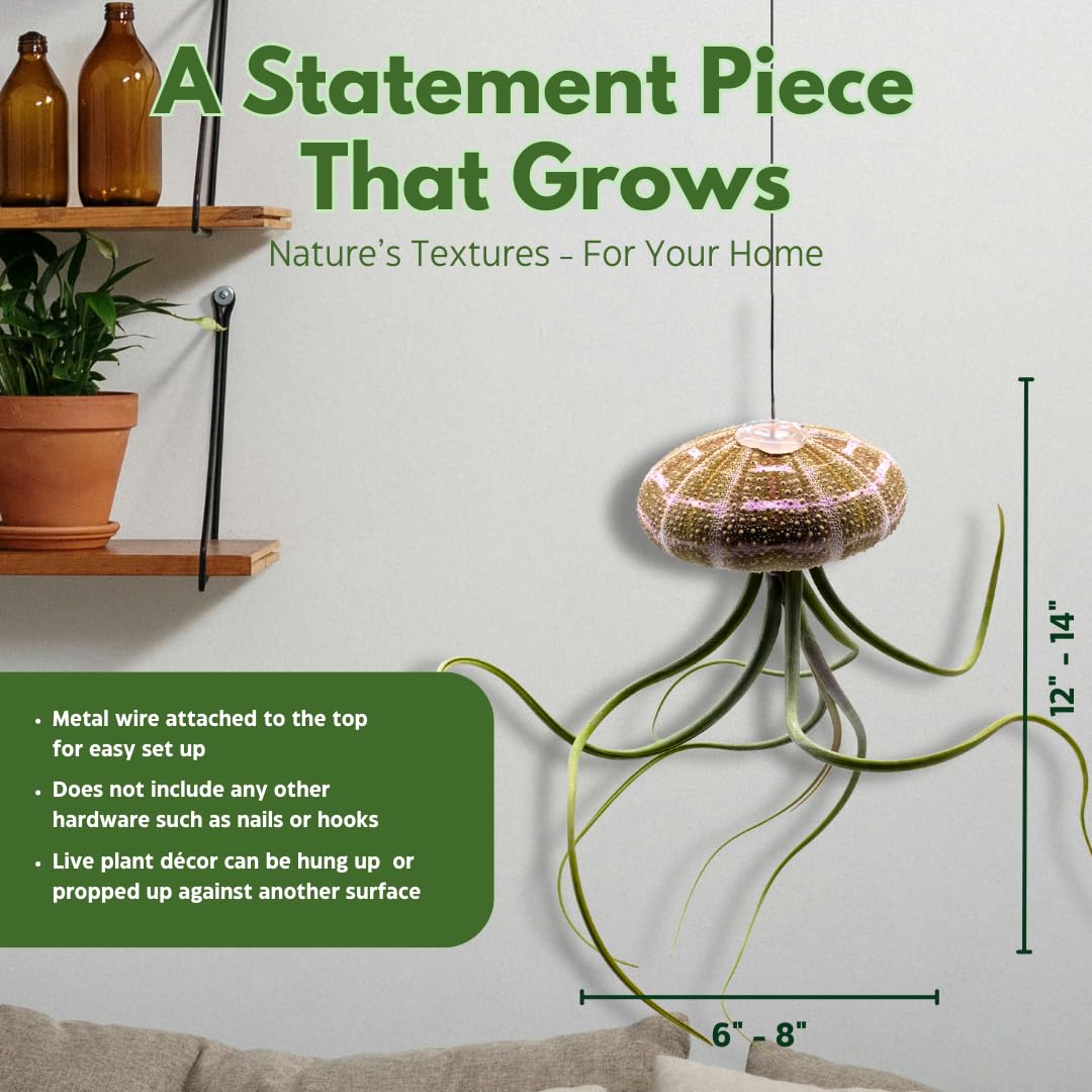 BubbleBlooms Large Tillandsia Jellyfish, Big Hanging air Plant with Seashell