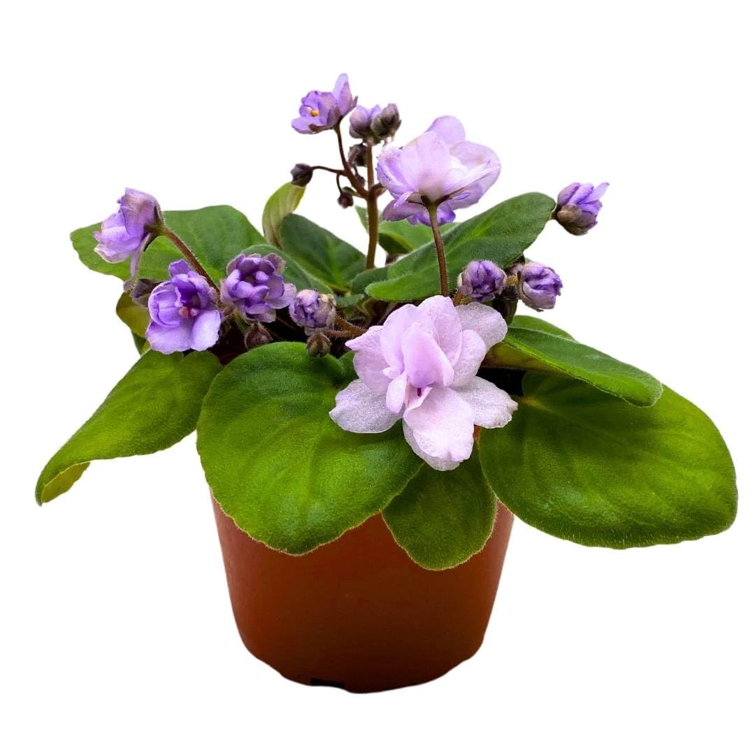 Harmony Foliage African Violet Smokey Moon 4 inch Gesneriad