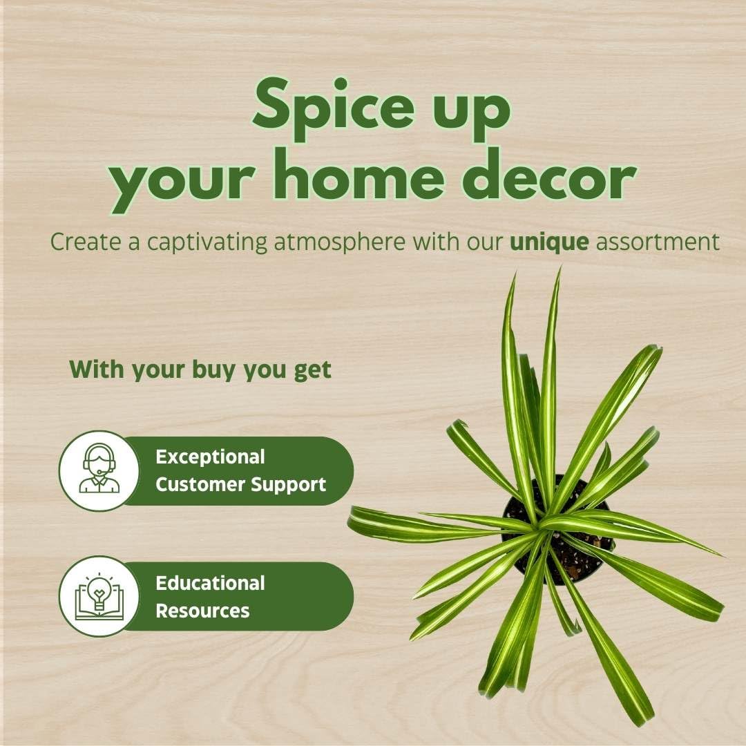 BubbleBlooms Spider Plant in a 4 inch Pot Chlorophytum comosum