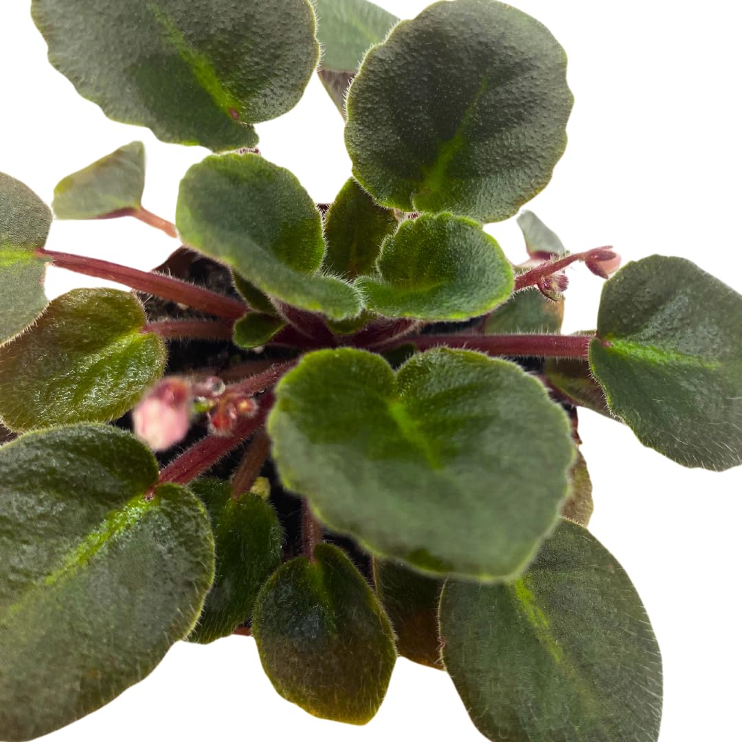 Harmony Foliage Mini African Violet Jolly Fun, 2 inch Pink Flower