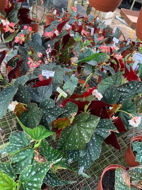 Harmony Foliage Angel Wing Hybrid in 6 inch pots 12-Pack Bulk Wholesale Hybridized Cane Begonias