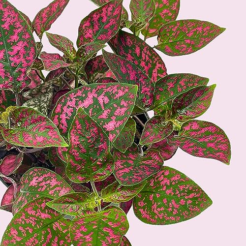 BubbleBlooms Red Hypoestes Phyllostachya in a 4 inch Pot Polka Dot Flamingo Plant