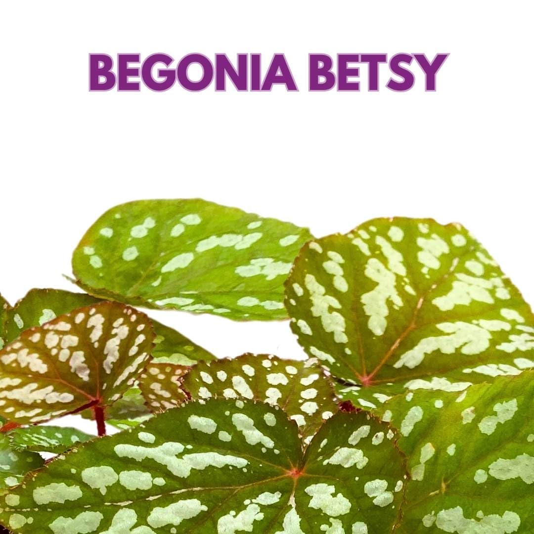 Harmony Foliage Begonia Rex Betsy, 6 inch Irridescent