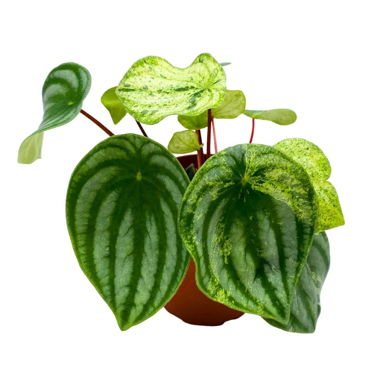 Harmony Foliage Harmony's Gold Dust in a 4 inch Pot peperomia Variegated Watermelon pep Sport