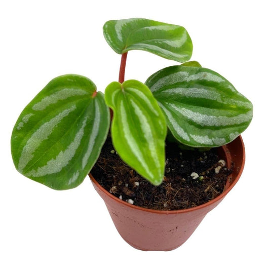 Peperomia Mini Watermelon, 2 inch verschaffeltii, Rare Pep, Unique Homegrown Exclusive Plants