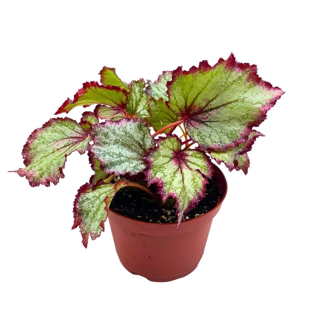 Ring of Fire Begonia Rex 6 inch Pink Edge Green and White