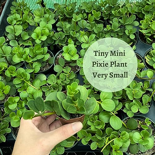 peperomia indoor plants with very tiny leaves BubbleBlooms Peperomia Hope in a 2 inch Pot Trailing Jade peperomia ro – Florida House Plants