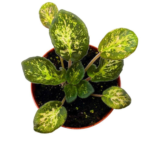 Variegated African Violet Genetic Blush, 4 inch, Saintpaulia Gesneriads