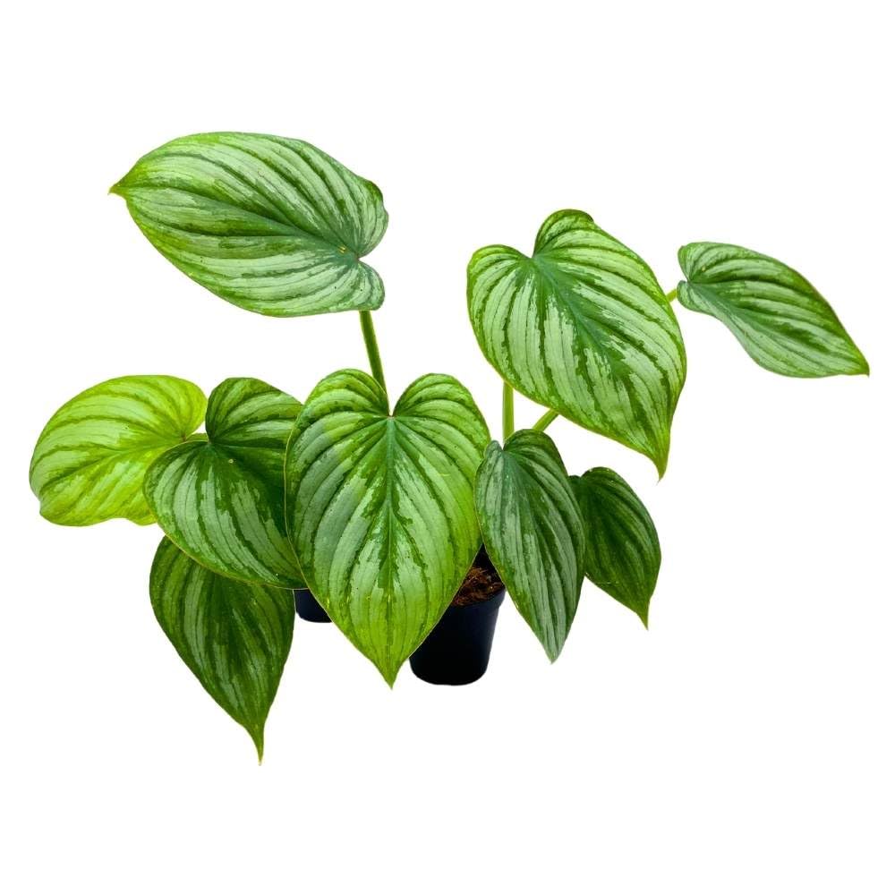 Philodendron mamei Andre 2 inch Set of 3 Silver Cloud Philo Tiny Mini Pixie Plants