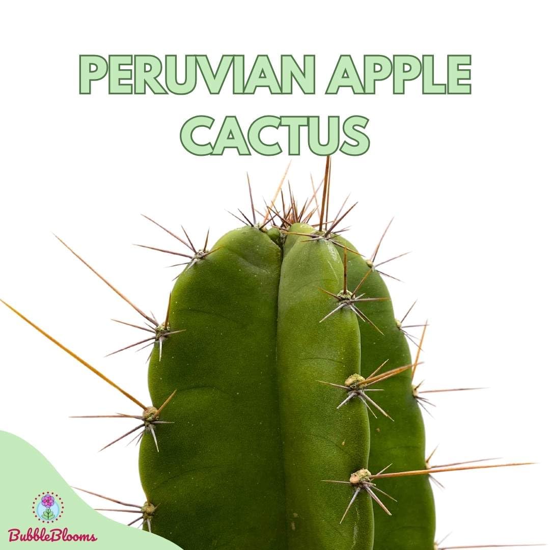 BubbleBlooms Peruvian Apple Cactus in a 6 inch Pot Cereus Repandus