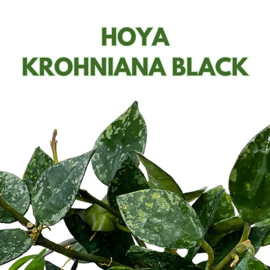 BubbleBlooms Hoya Krohniana Black 2 inch