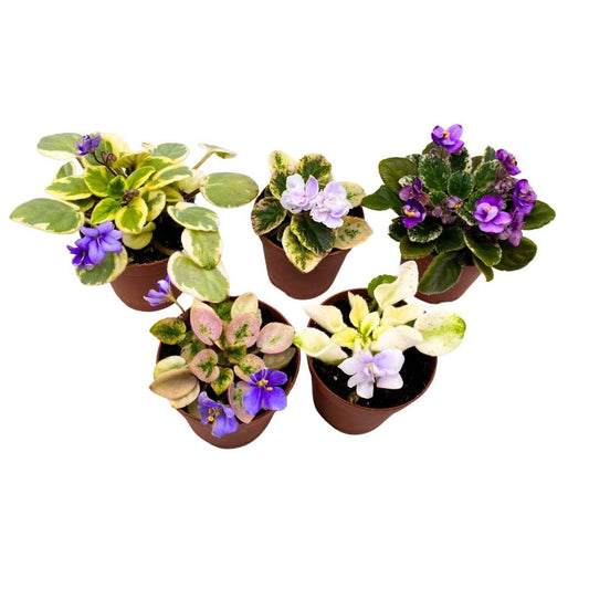 Harmony's Mini Variegated African Violets Grower's Choice Premium Mix 2 inch Set of 5 Very Rare Variegated and Collector's Varieties