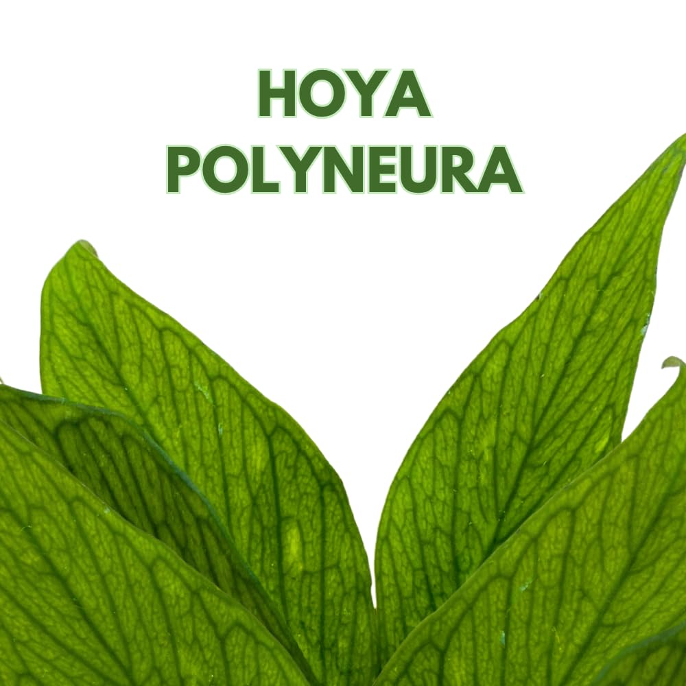 BubbleBlooms Hoya Polyneura in a 2 inch Pot Tiny Mini Pixie Plant