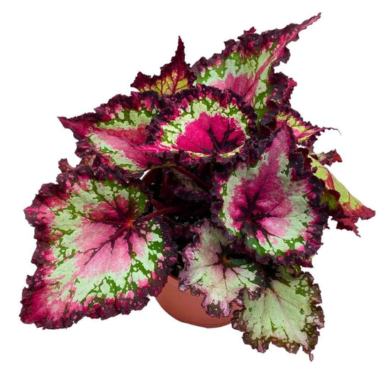 Harmony's Dance of Dragons Begonia Rex 6 inch