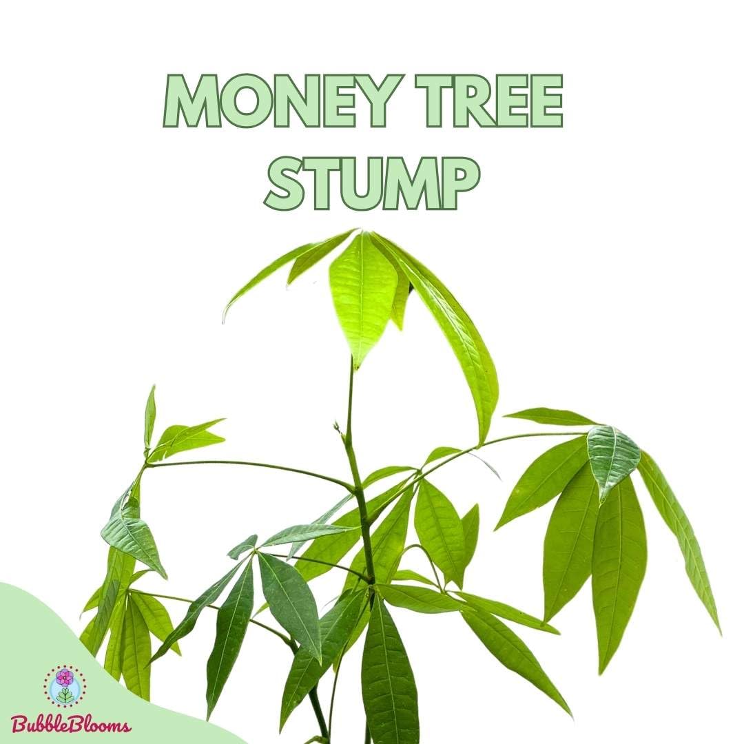 Money Tree Stump, 4 inch Pot, Pachira aquatica Guiana Chestnut