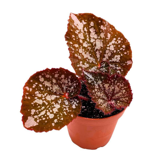 Begonia Island Magic Rhizomatous, 4 inch, Rhizo Brown Super Splashy White Dots