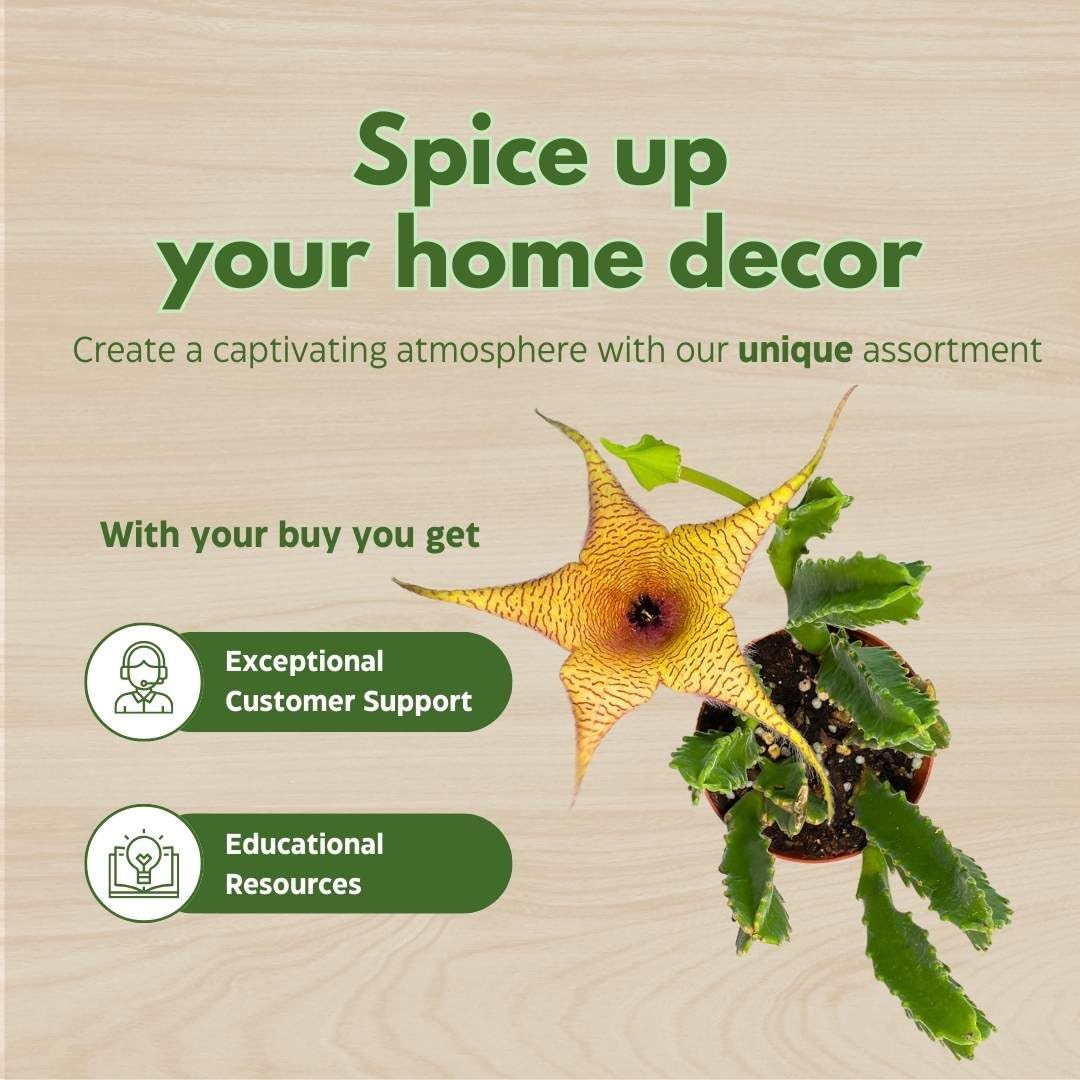 BubbleBlooms Stapelia gigantea, Giant Starfish Flower, Rare Huernia, Zulu Carrion Giant Plant, 4 inch Pot