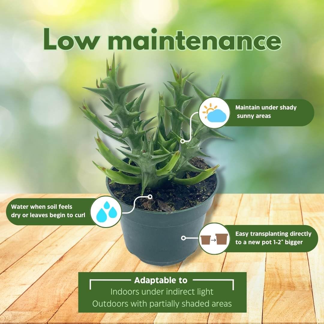 BubbleBlooms Orbea Stapelia Schweinfurthii, 4 inch Rare Orange Flowering Huernia