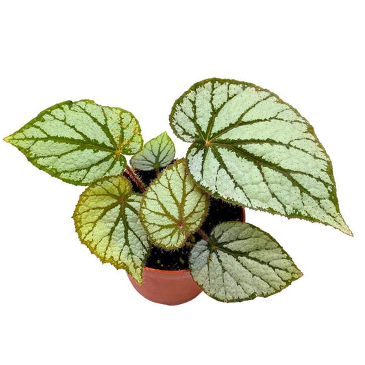 Begonia U400, 4 inch Rhizomatous Rhizo Light Gray Dark Green Veins