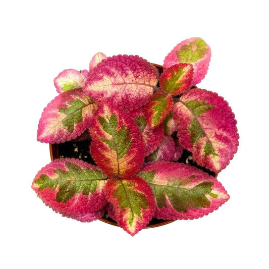 Episcia Pink Dreams, 2 inch, Rare Variegated Flame Violet Flowering gesneriad