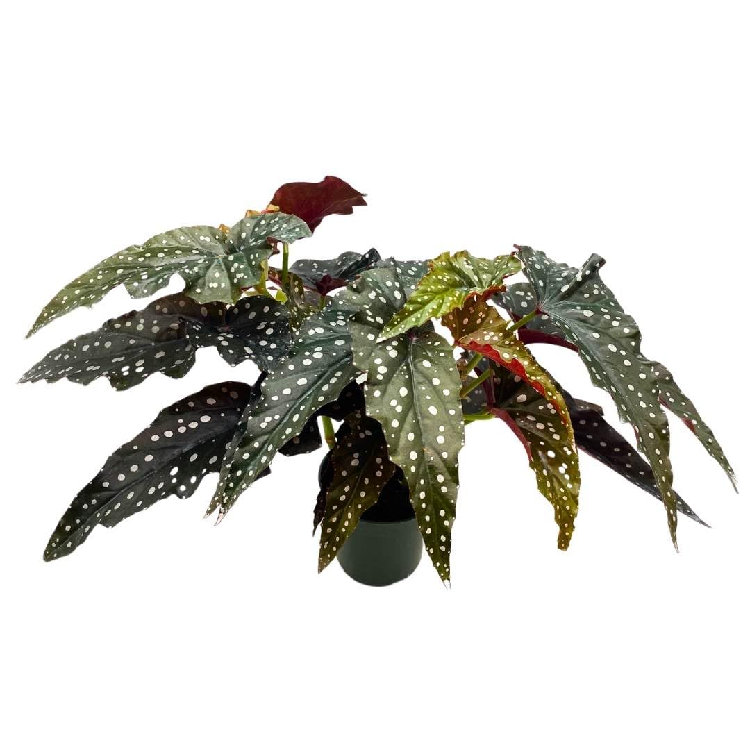 Harmony Foliage Angel Wing Cane Begonia Dark Forest 4 inch