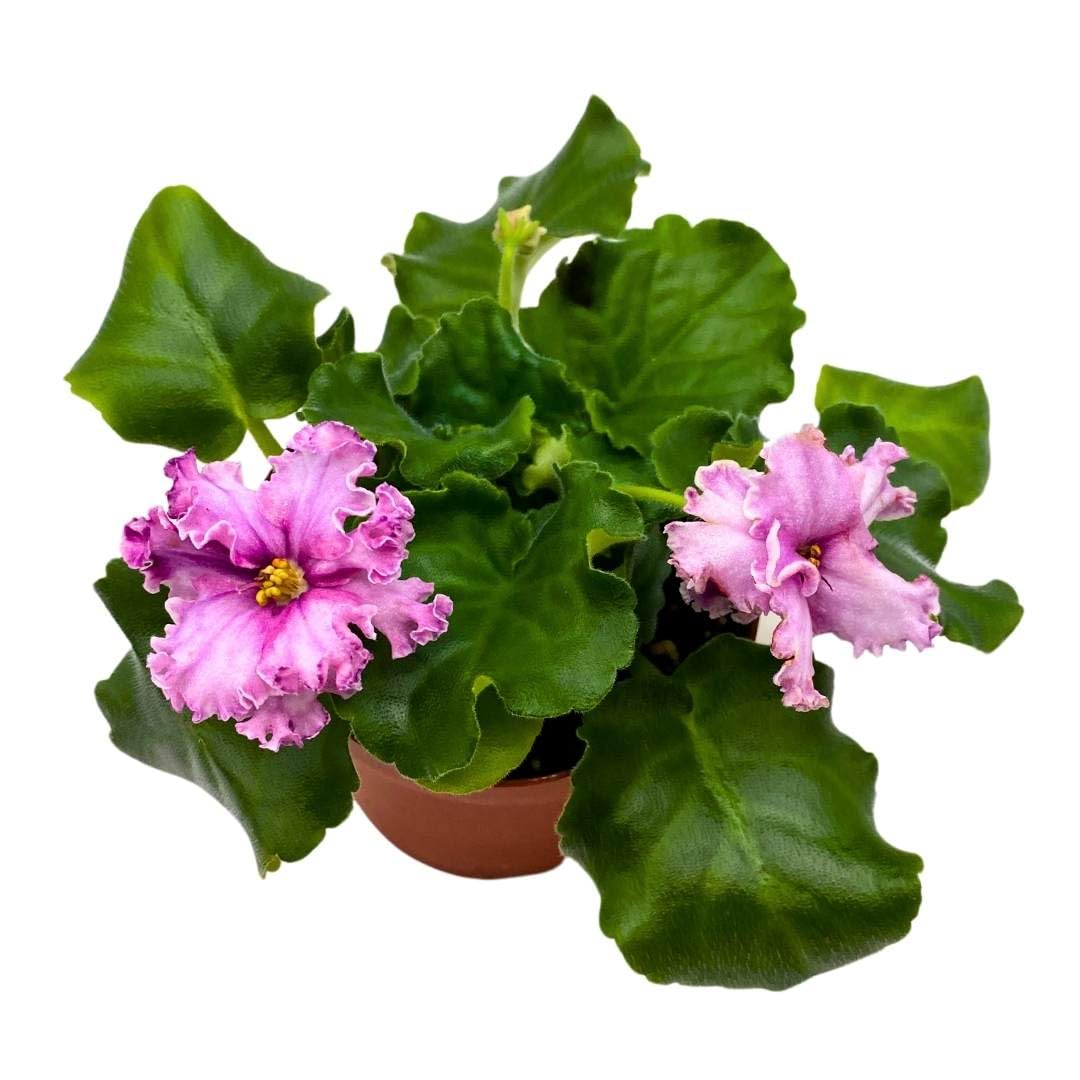 Harmony Foliage African Violet Sport Dark Wine 4 inch