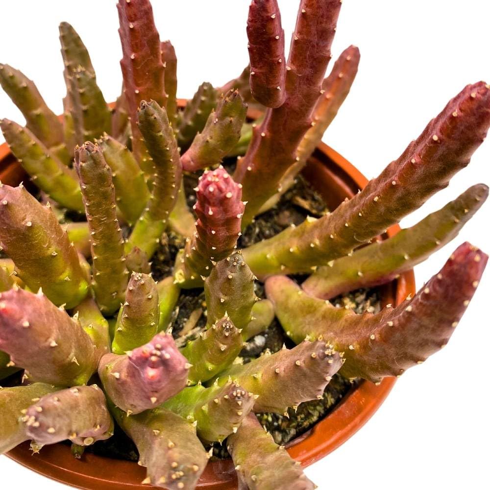 BubbleBlooms Schinzii Stapelia Huernia Starflower Starfish Plant in a 6 inch Pot