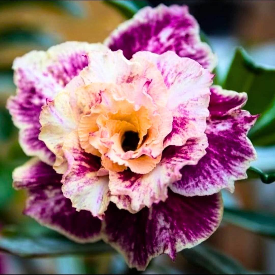 BubbleBlooms Desert Rose Golden Faith 5 inch Pot White Purple Speckled Variegated Exotic Rare Flower