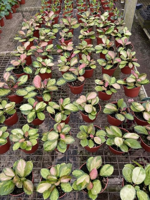 BubbleBlooms Hoya Australis Variegated Lisa Wholesale Bulk 4 inch 15-Pack